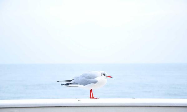 双色球百科